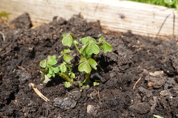 Oca plant growing in dark soil inside wooden planter