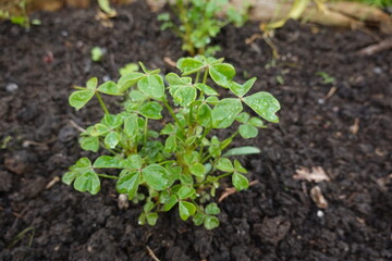 Oca plant growing in fertile soil with water droplets