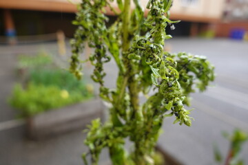 Black aphids colonizing and damaging green plant leaves