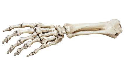 Halloween skeleton hand prop, Transparent background, PNG file