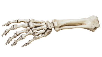 Halloween skeleton hand prop, Transparent background, PNG file