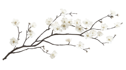 Hanami cherry blossom branch decor, Transparent background, PNG file