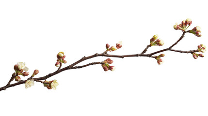 Hanami cherry blossom branch decor, Transparent background, PNG file