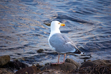 Seagull Standing on Coastal Rocks by the Water’s Edge at Sunset