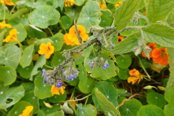 Black aphids colonizing green-leaf plant with purple flowers among nasturtiums