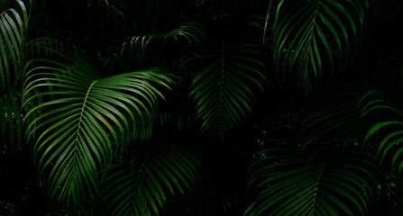 Tropical palm leaves green nature view decoration background texture.