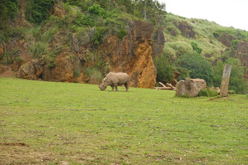 White rhinoceros grazing peacefully in lush green meadow