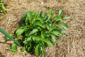 Pepino dulce plant growing with dry straw mulch in a vegetable garden