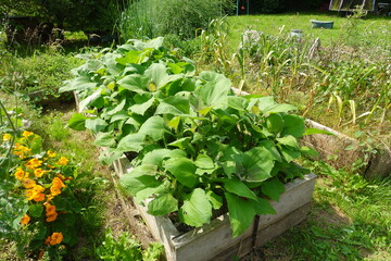 Yacon plants growing in raised garden bed