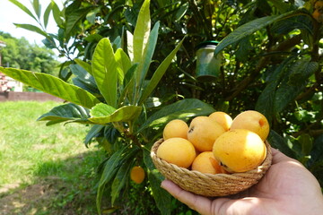 Farmer holding freshly picked loquats in wicker basket