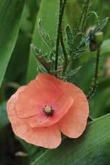 Small orange flower with a green stem. Vertical background. Wallpapers phone.