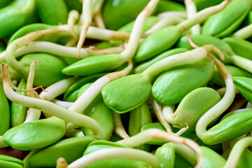 closeup nitta tree or parkia timoriana sprout food texture background