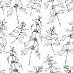 Motherwort branches seamless pattern.Vector illustrations hand drawn with ink and isolated on white background. Template for label design © Anastasiia