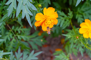 オレンジ色のコスモスと蜜を吸うミツバチ