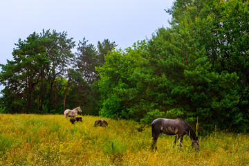 Horses Eating Grass in the Rain