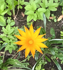 sunflower in the garden
