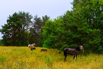 Horses Eating Grass in the Rain