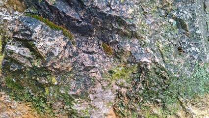 Textured Rock Surface with Moss and Lichen