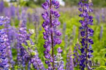 Purple wildflowers fill the meadow, swaying gently in the spring breeze under the bright sunshine