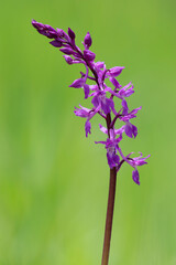 Orchis mascula subsp. mascula - Orchis pinetorum