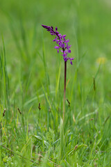 Orchis mascula subsp. mascula - Orchis pinetorum