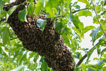 A cluster of bees in the process of swarming has gathered on a tree branch amidst green leaves. The dynamic scene of a natural phenomenon demonstrates the unity of the insects and the beginning of a n