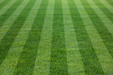 Fresh green lawn cut in stripes, closeup