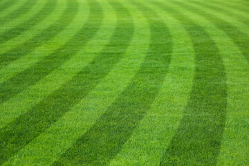 Fresh green lawn cut in stripes, closeup