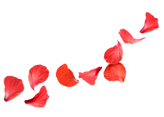 Red hibiscus petals flying on white background © New Africa