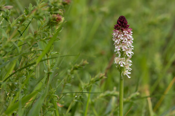 Orchid Neotinea ustulata