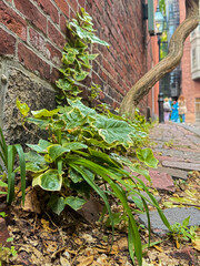 Green ivy and plants growing along red brick alley in historic city