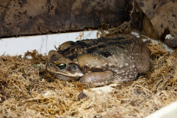 Bufo bufo, also known as the European toad or European toad.