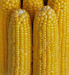 pile of corn cobs on a light background, vegetables stacked pile
