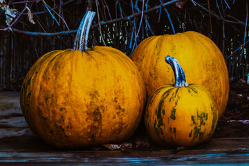 fresh orange pumpkins on wooden wicker fence background, autumn design