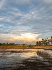 Serene Evening Rice Paddy with Dramatic Clouds.