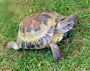 tortoise crawling on grass