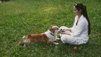 Corgi dog sitting on the grass in the park next to a girl sitting and giving him food. Soft focus....