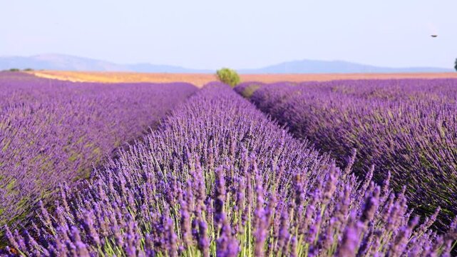 Close-up of blooming lavender in summer - intense colours and natural beauty, ideal for topics related to nature, agriculture and aromatherapy - Valensole, Provence, France
