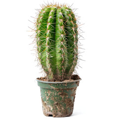 A vibrant green cactus in a small pot