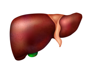 1906.i305.003.S.m005.c10.realistic human internal organs liver healthy normal unhealthy fatty