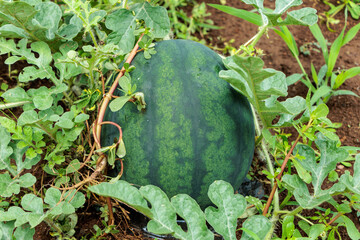 Obraz premium 畑で食べごろに育つスイカ