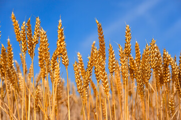 Wheat ears, field of wheat, grain