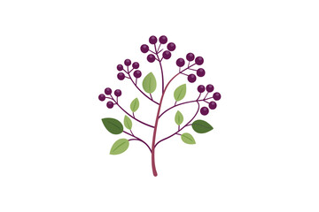 Artistic Watercolor Elderberries And Thyme Branch