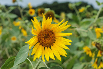 ヒマワリ畑の黄色い向日葵の花
