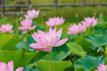 Obraz premium 池に咲く古代蓮の花