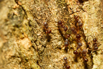 樹木に巣を作る小さなアミメアリ