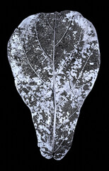 old leaf of a sugar beet (beta vulgaris)