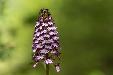 Orchis purpurea