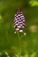 Orchis purpurea