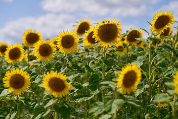 Fototapeta premium Sonnenblumen im leichten Gegenlicht